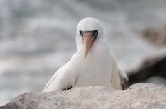 masked booby