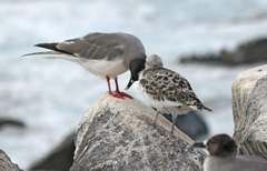 swallow-tailed gulls with chick