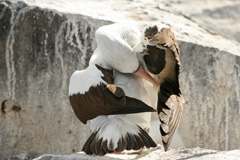 masked booby