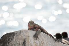 marine iguana and gulls