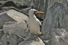 masked booby