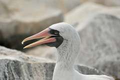 masked booby