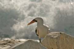 masked booby