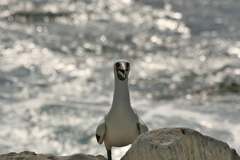 masked booby