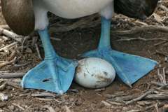 blue-footed booby egg