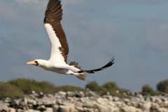 masked booby