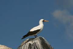 masked booby