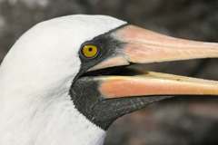 masked booby