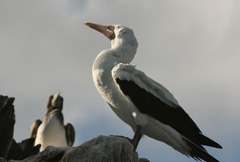 masked booby