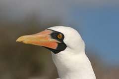 masked booby