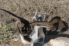 blue-footed booby mating dance