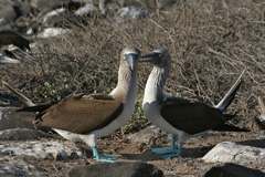 blue-footed booby mating dance