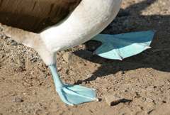 blue-footed booby dance step