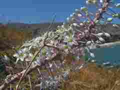 Wild Greece
