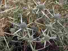 Thistles
