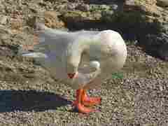 Goose
