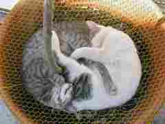 Yin and yang