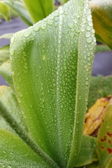 DSC08754a