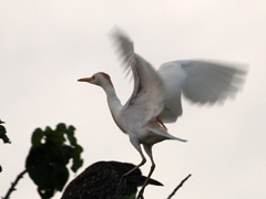 IMG_3911a