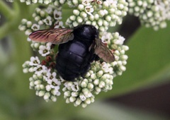 IMG_3991a