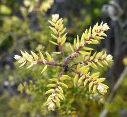 DSC08726a
