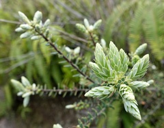 DSC08732a