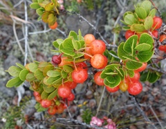 DSC08743a