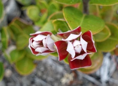 DSC08745a