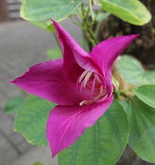 DSC08964a