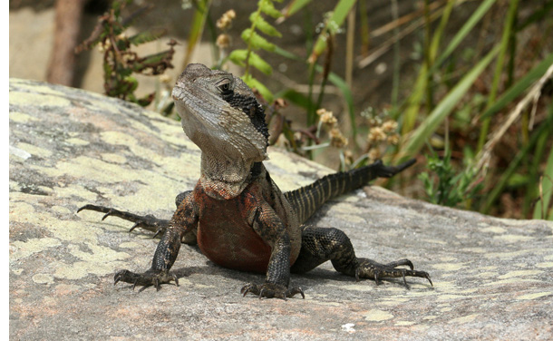 Water dragon