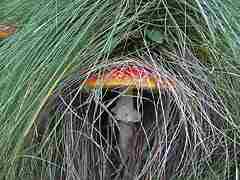 Mountain fungus 1