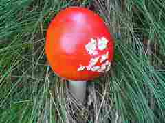 Mountain fungus 2