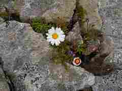 Between the cracks