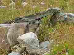 Marmot