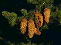 Fir
