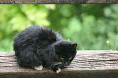 This cat didn't