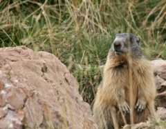 Marmot