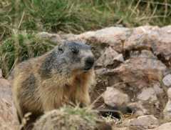 Marmot