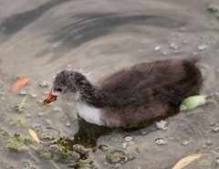 Common Moorhen