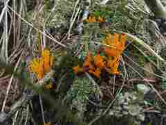 Martian fungi