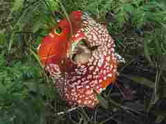 Fungal fish sculpture