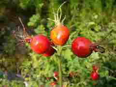 Rose hips