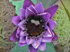 Water lily, Villa Taranto
