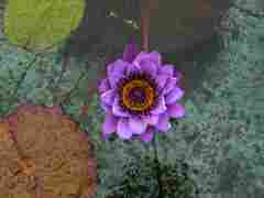 Water lily 2, Villa Taranto