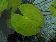 Leaf, Villa Taranto