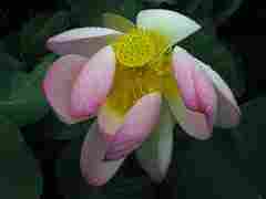 Lotus, Villa Taranto