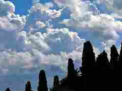 Cypresses