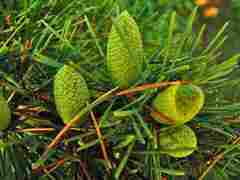 Fir cones