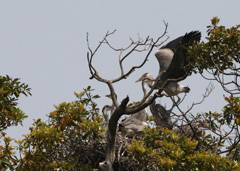 Grey herons