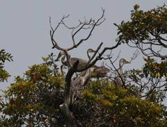 Grey herons